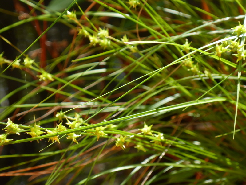 Carex atlantica subsp. atlantica
