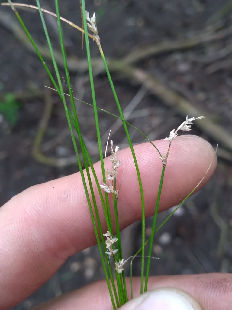 Carex atlantica subsp. capillacea