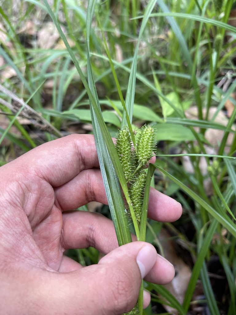 Carex aureolensis