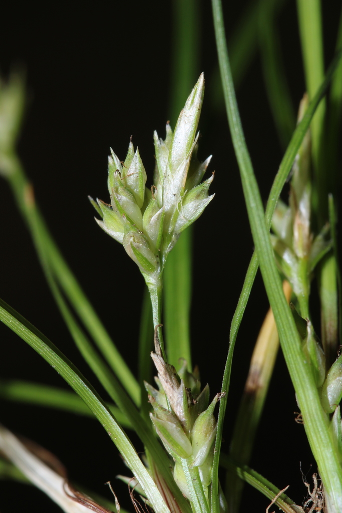 Carex austrodeflexa