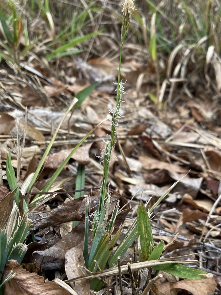 Carex baltzellii