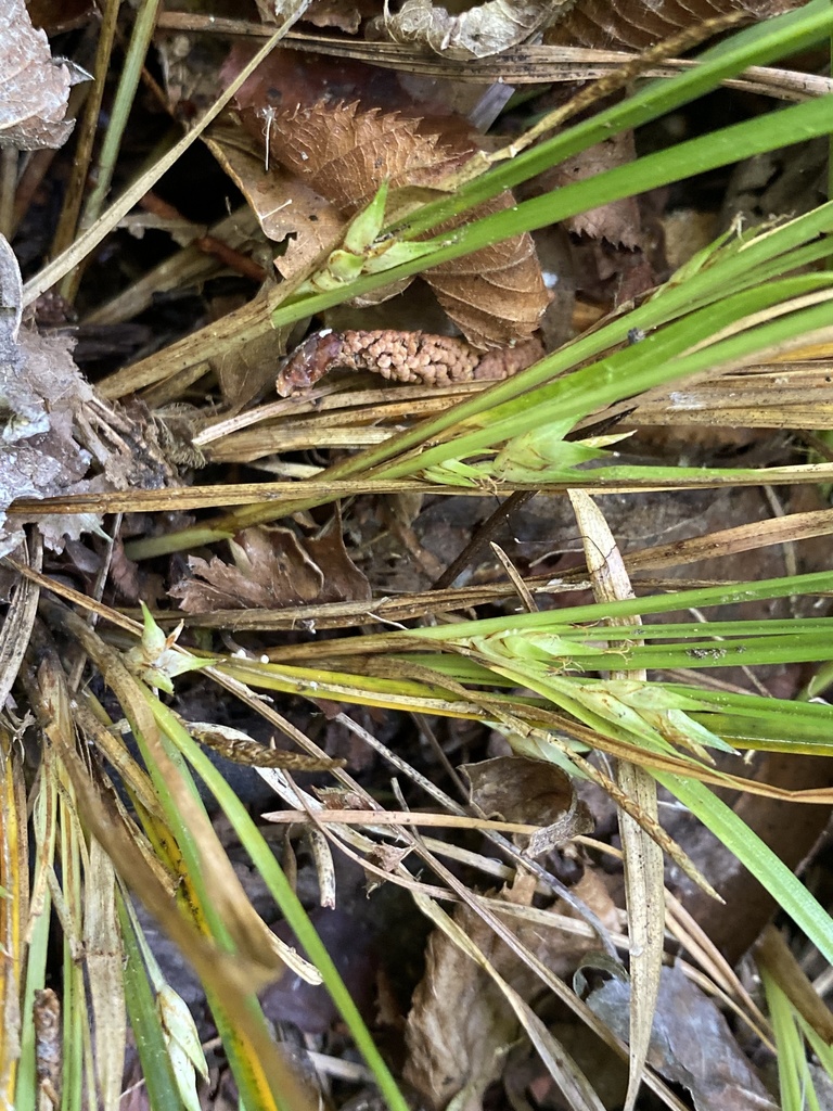 Carex basiantha
