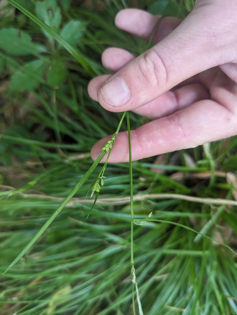 Carex blanda