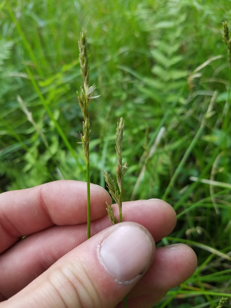 Carex bromoides