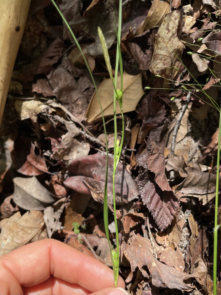 Carex calcifugens