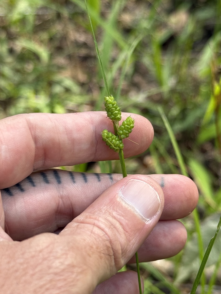 Carex caroliniana
