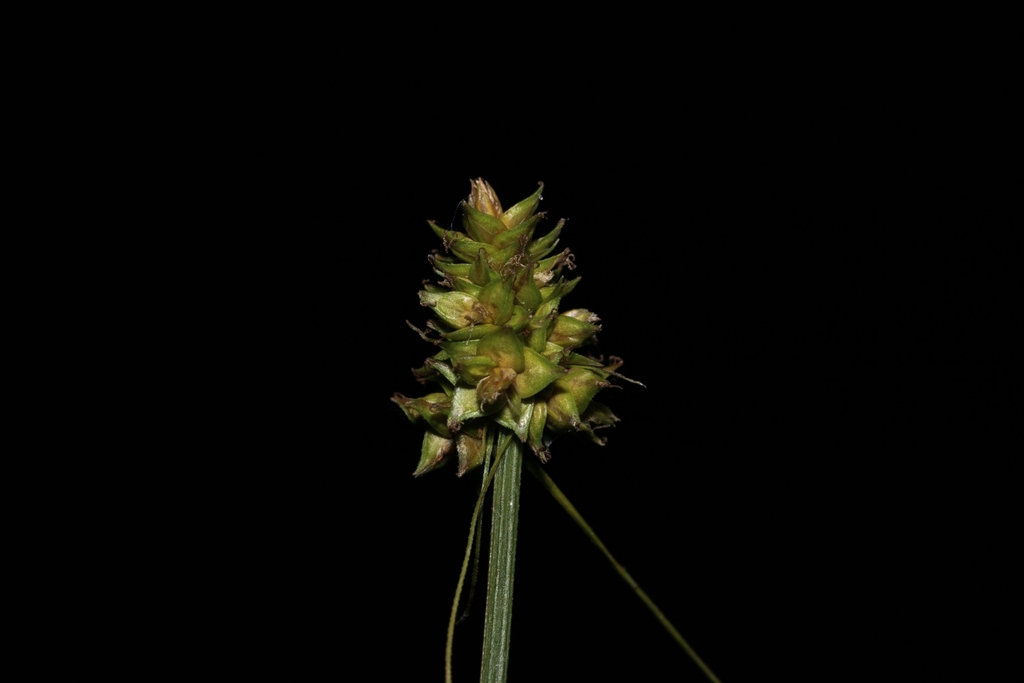 Carex cephalophora