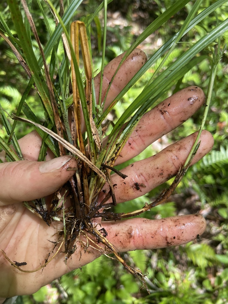 Carex chapmannii