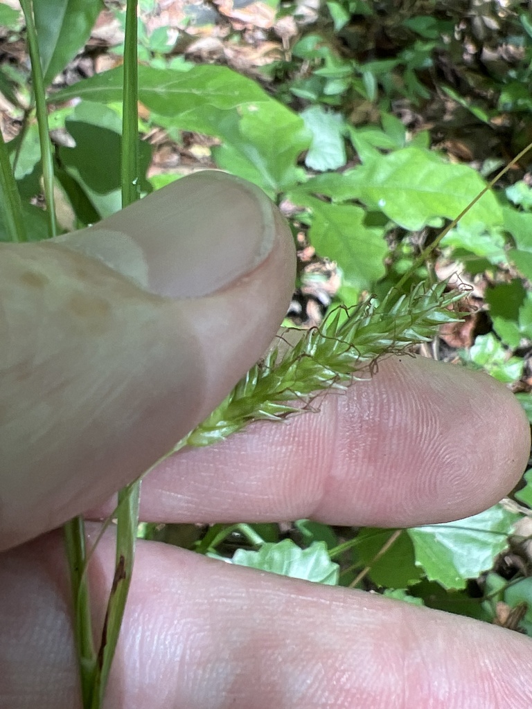 Carex cherokeensis