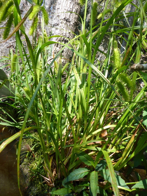 Carex comosa