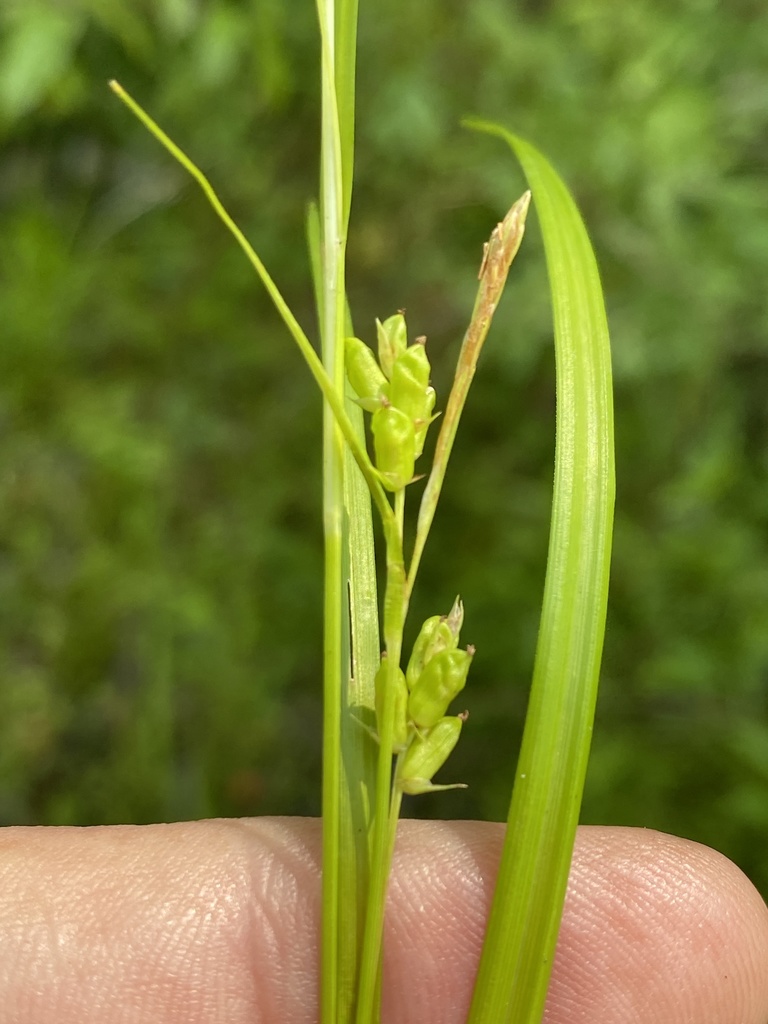 Carex corrugata