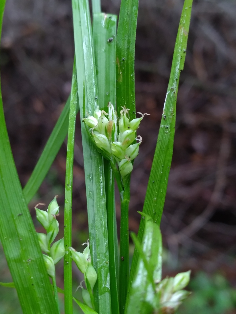 Carex crebriflora