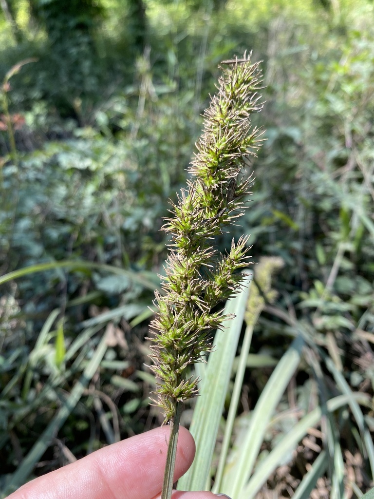 Carex crus-corvi