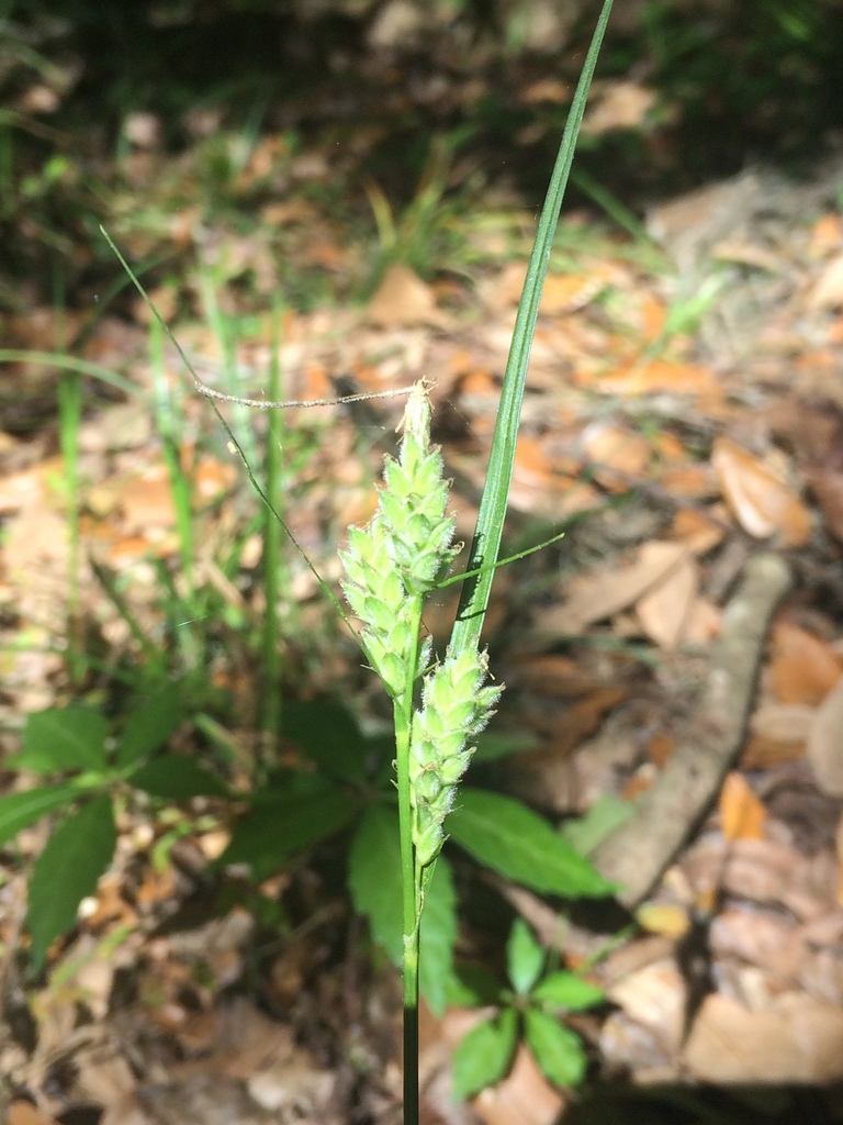 Carex dasycarpa