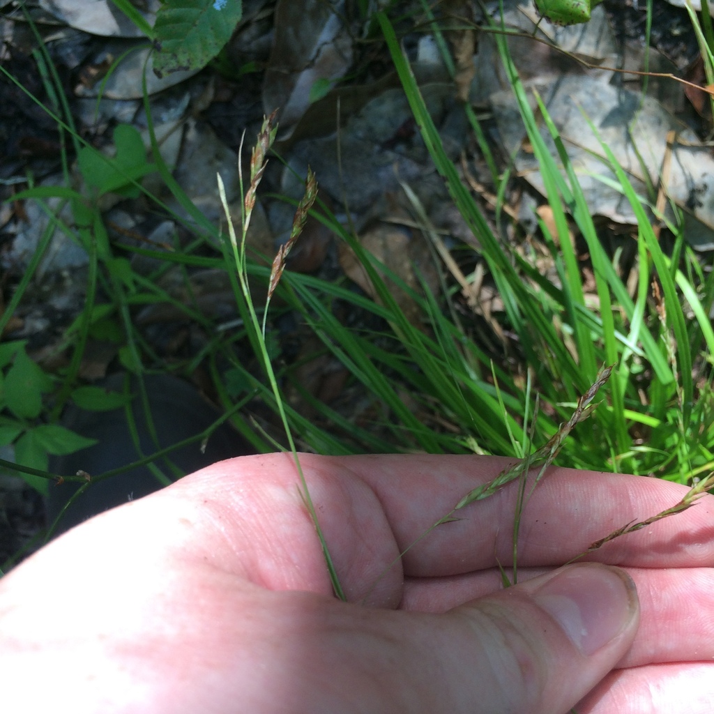 Carex debilis