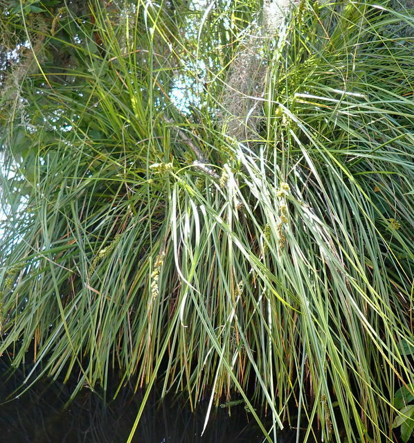 Carex decomposita