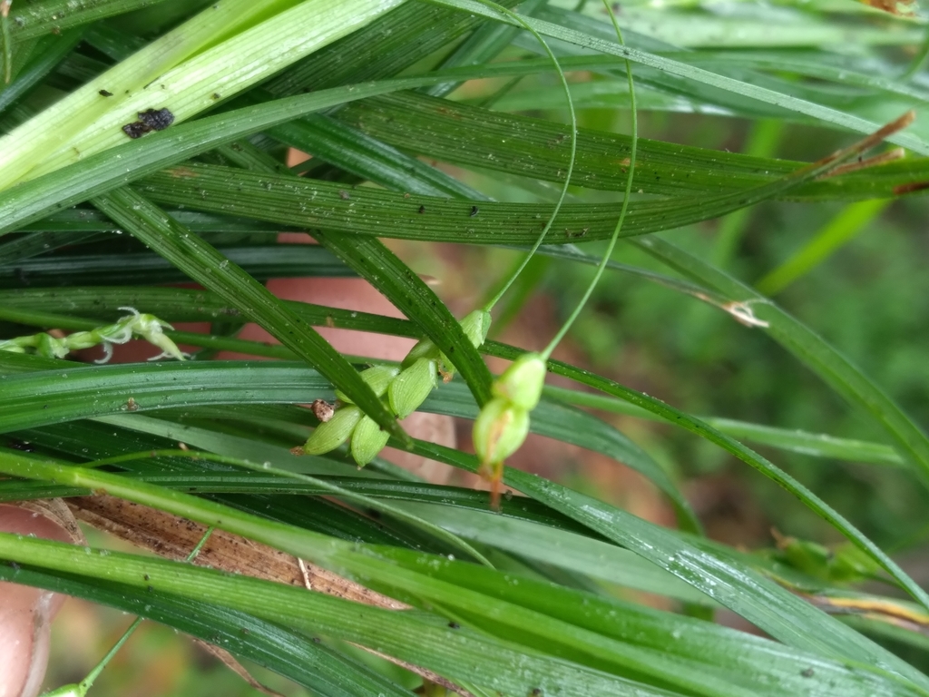 Carex digitalis