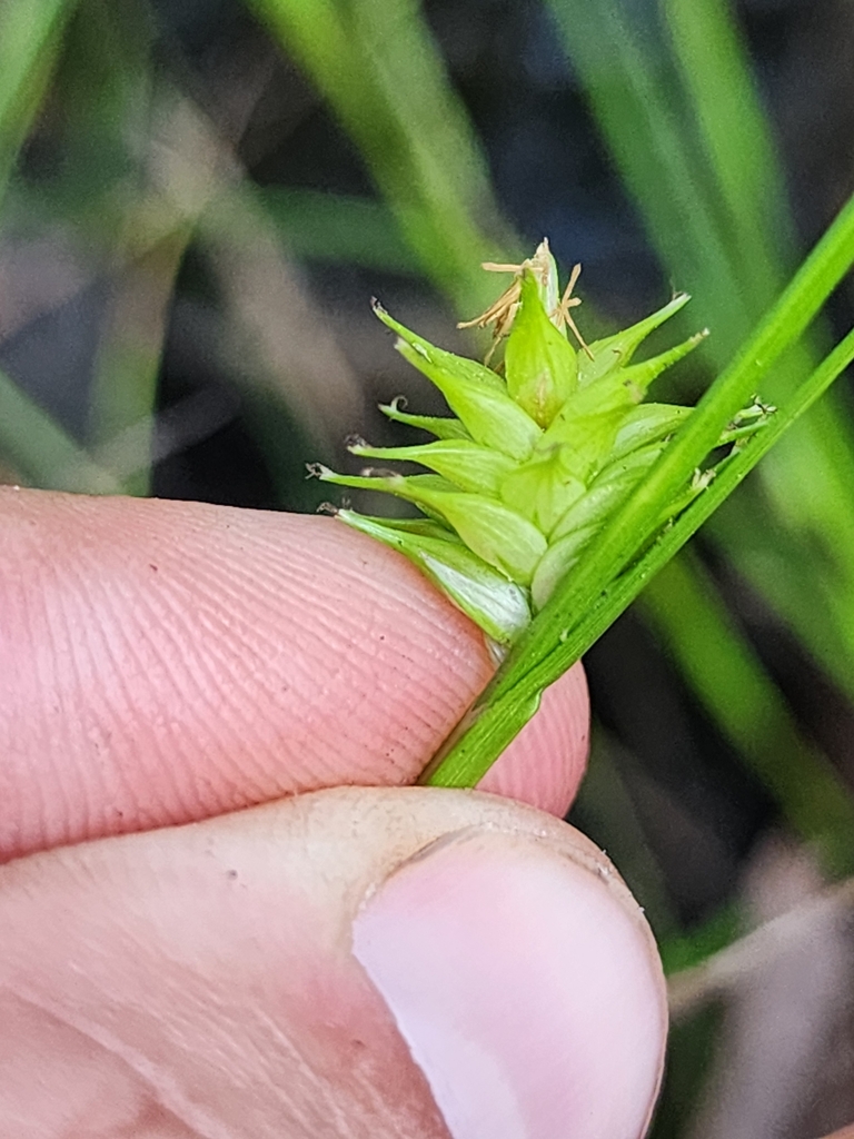 Carex elliottii
