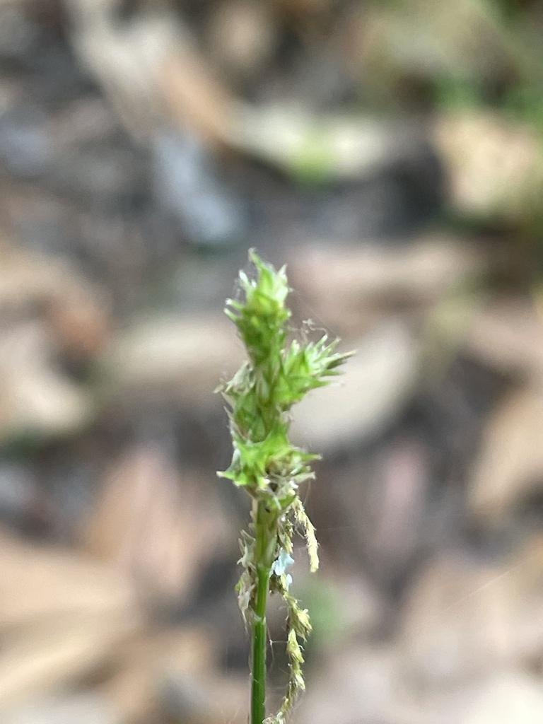 Carex festucacea