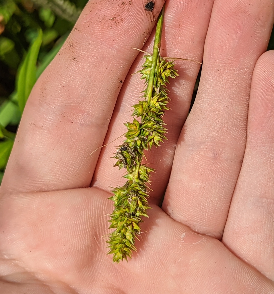 Carex fissa var. aristata