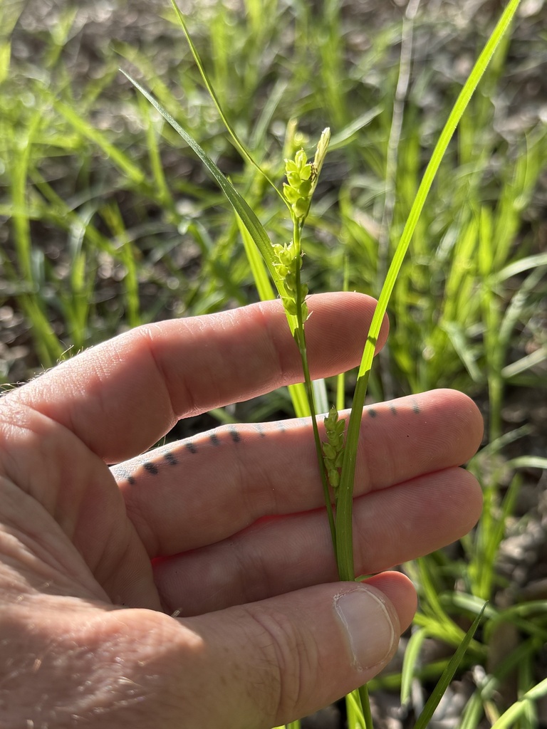 Carex flaccosperma