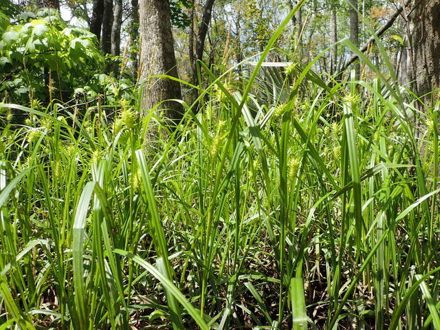 Carex gigantea