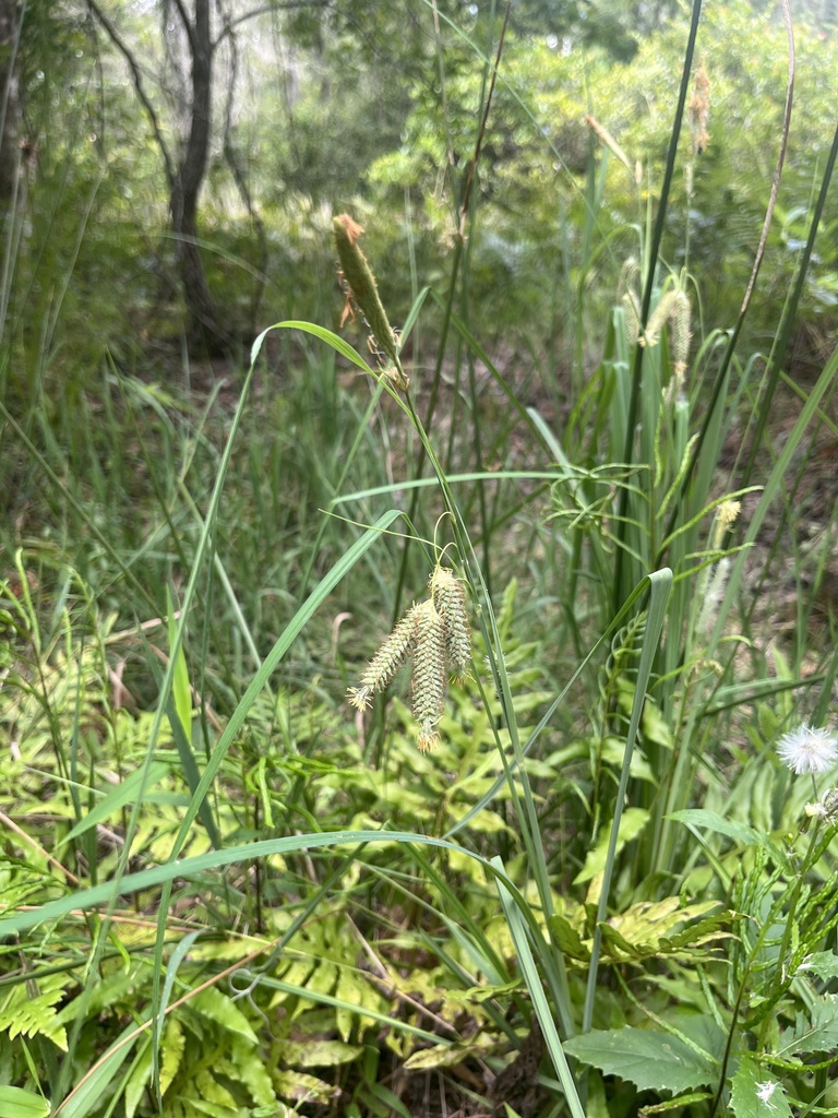 Carex glaucescens
