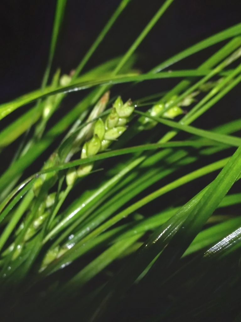Carex godfreyi