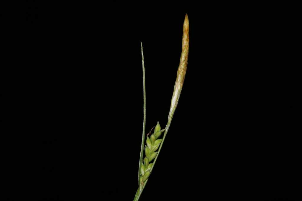 Carex gracilescens