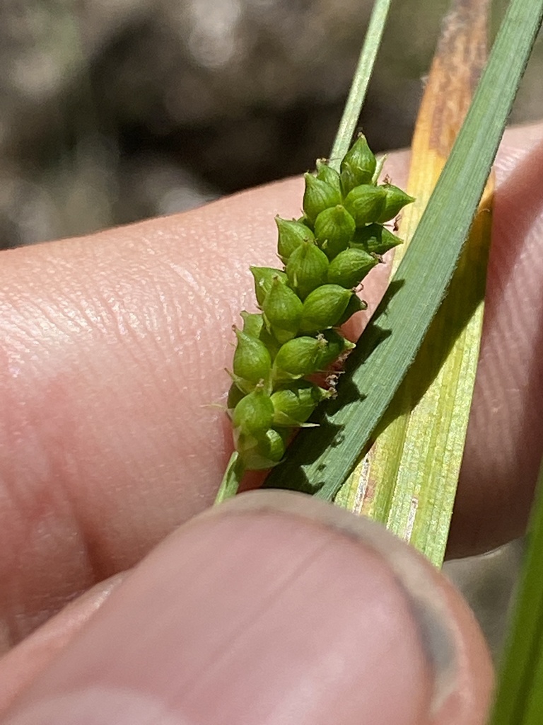 Carex granularis