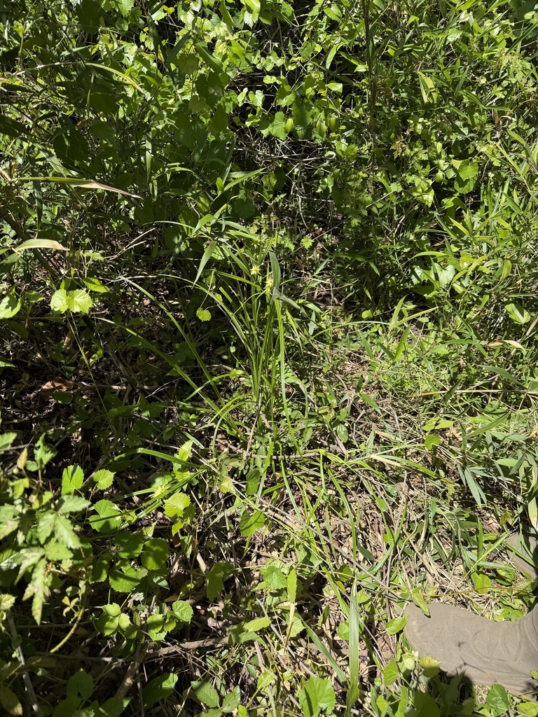 Carex grayi