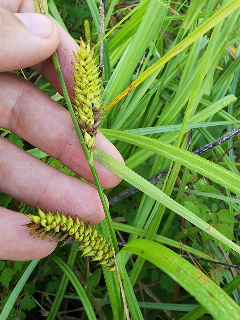 Carex hyalinolepis