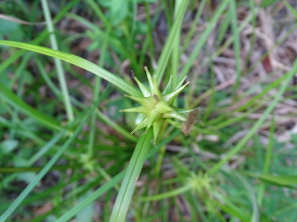 Carex intumescens
