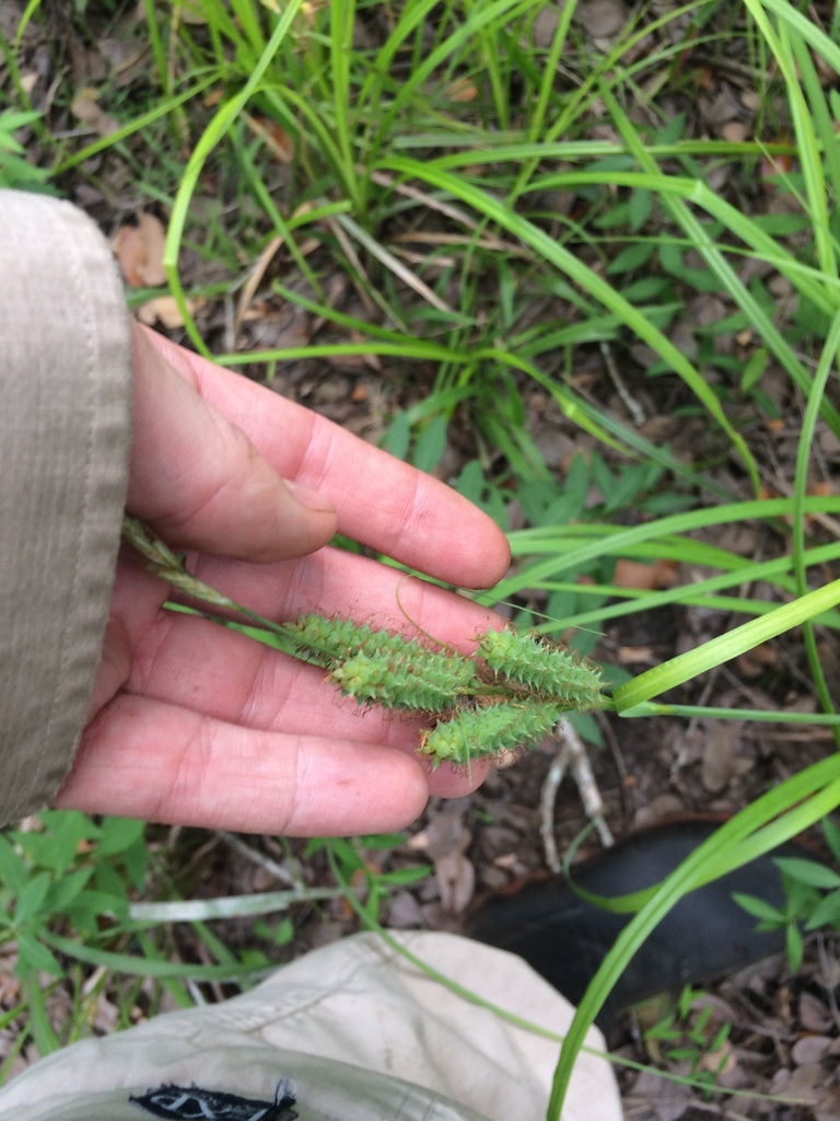Carex joorii