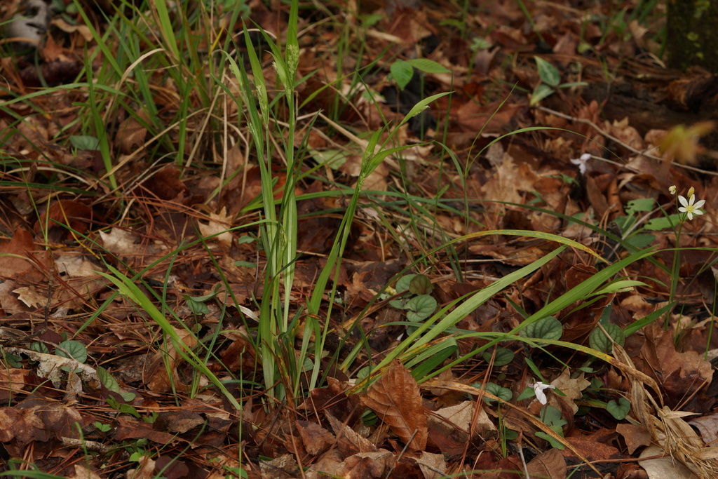 Carex kraliana