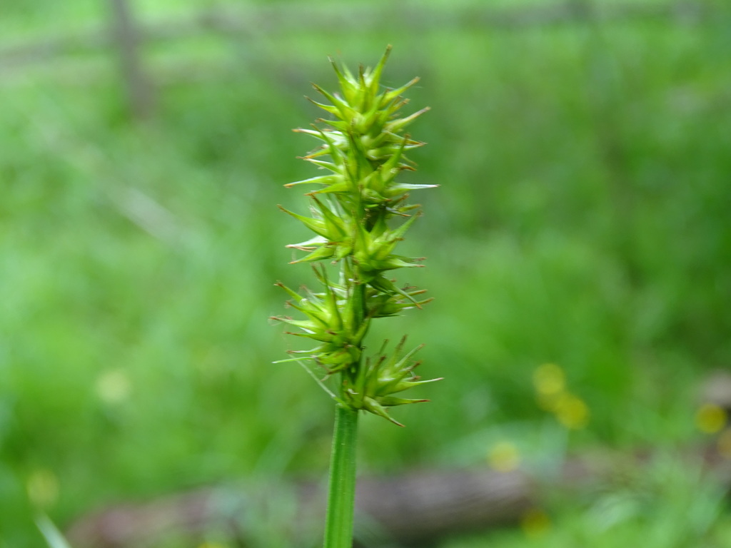 Carex laevivaginata