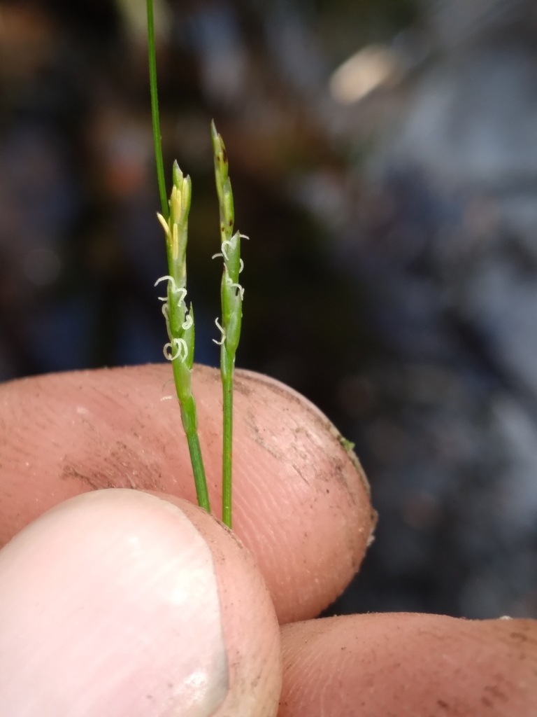 Carex leptalea