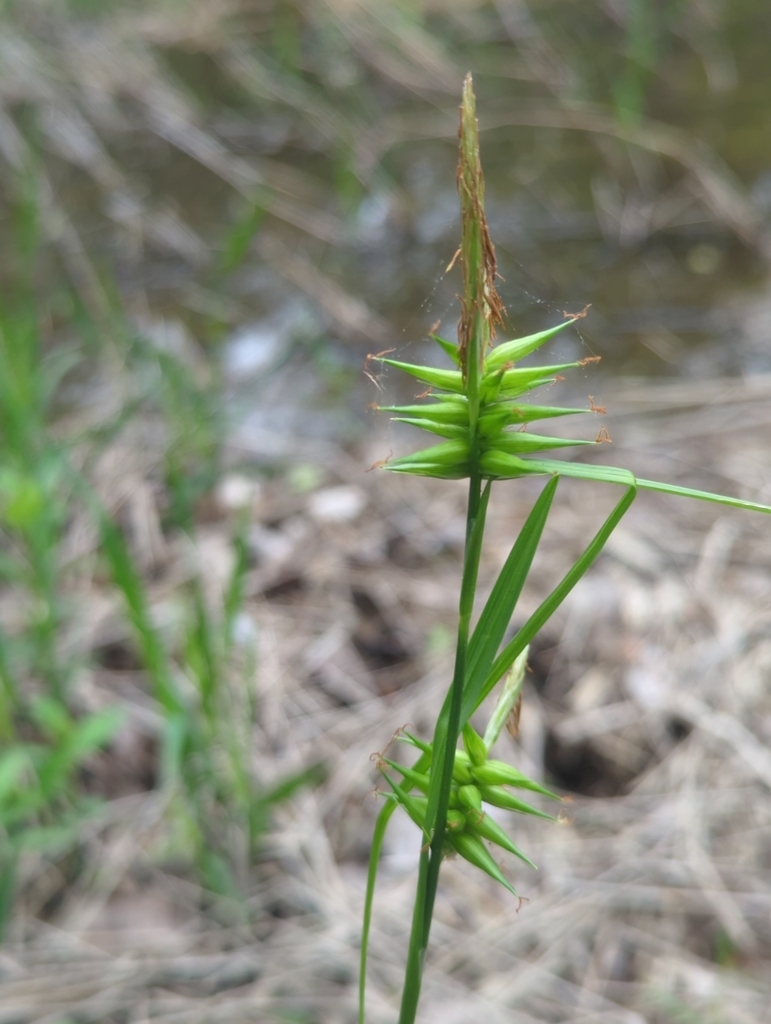 Carex lonchocarpa