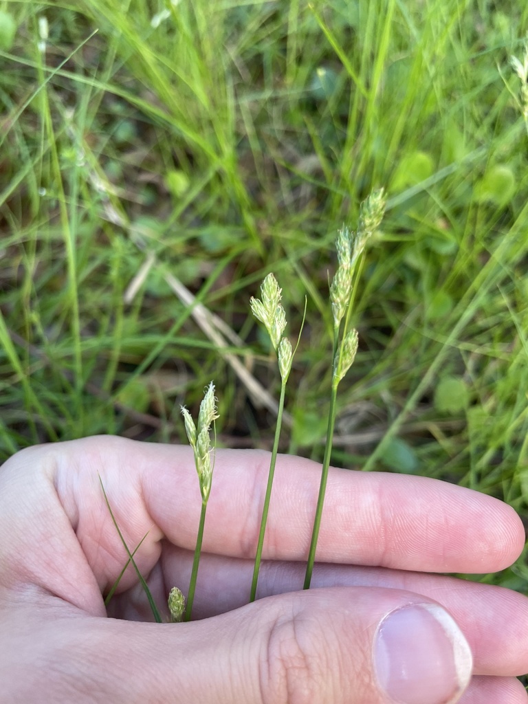 Carex longii