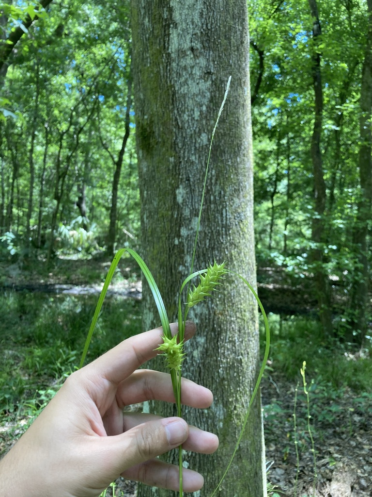 Carex louisianica