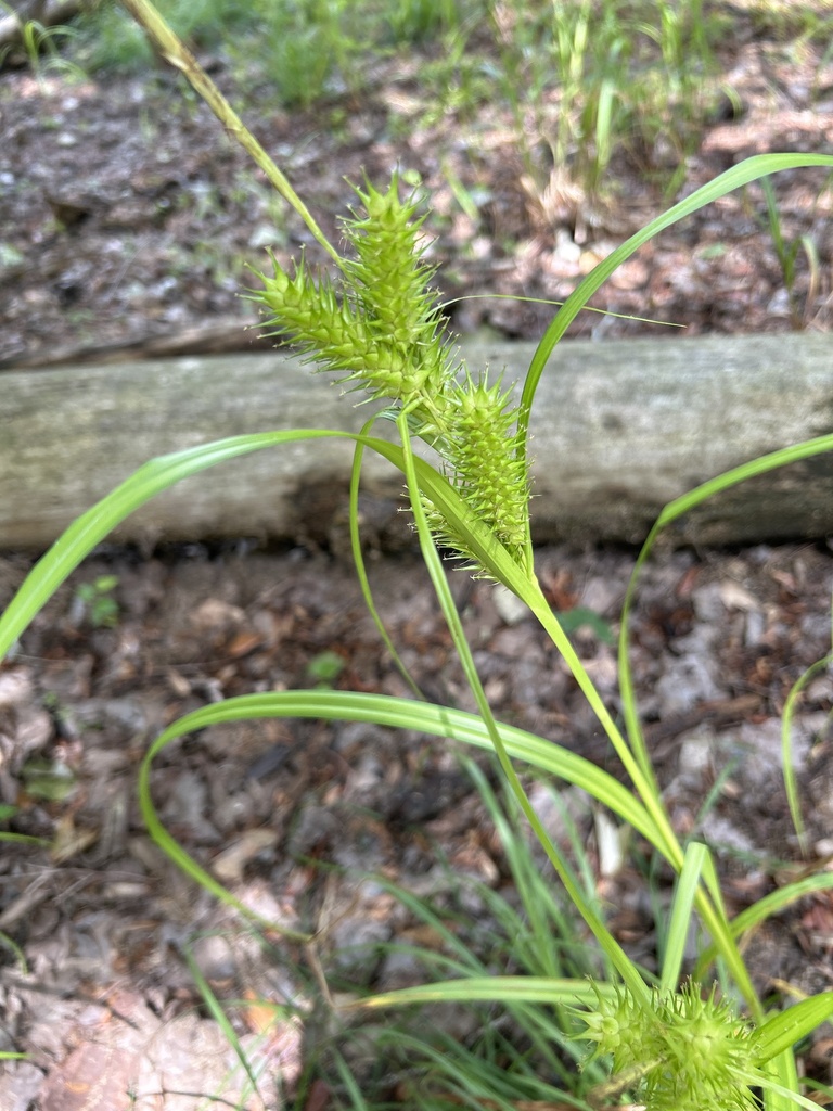 Carex lupuliformis