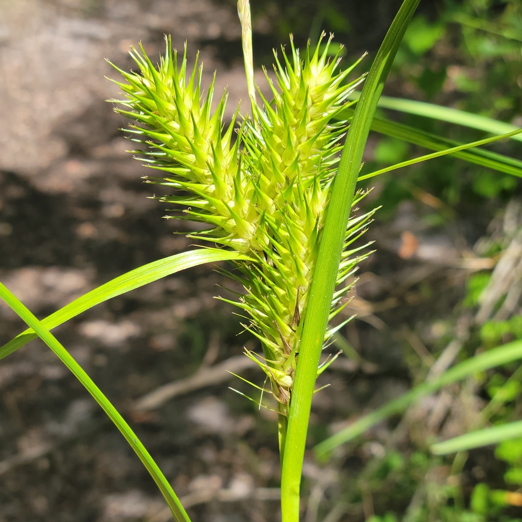 Carex lupulina