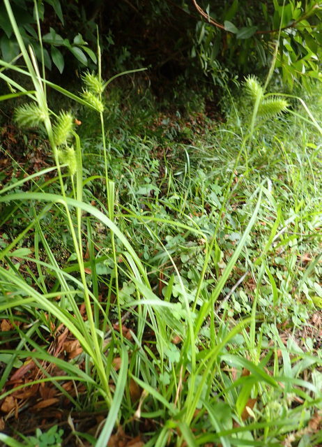 Carex lurida