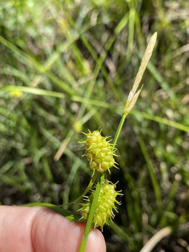 Carex lutea