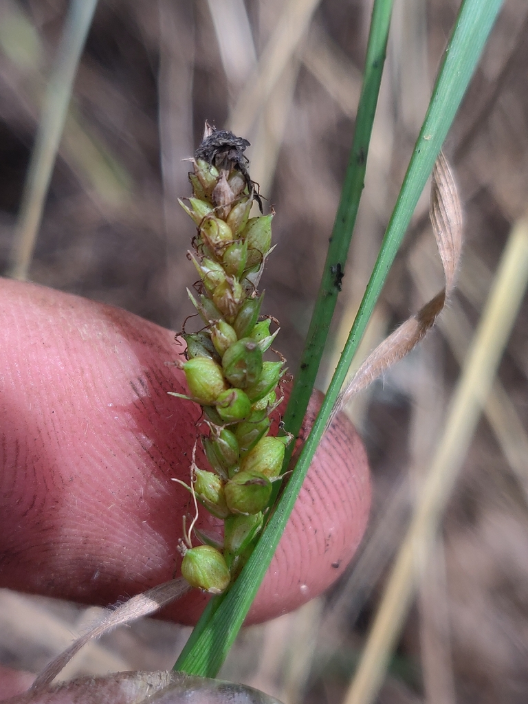 Carex microdonta