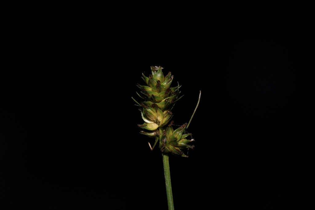 Carex muehlenbergii