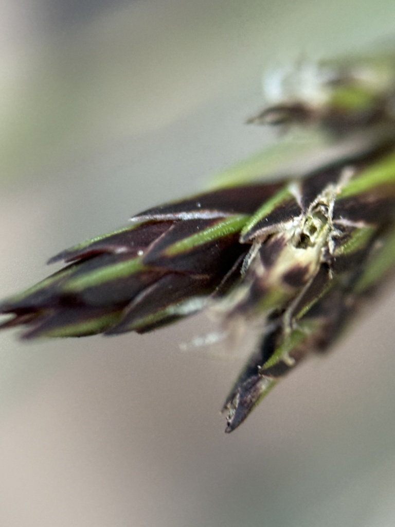 Carex nigromarginata