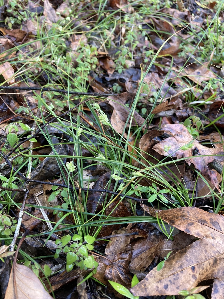 Carex nigromarginata var. floridana
