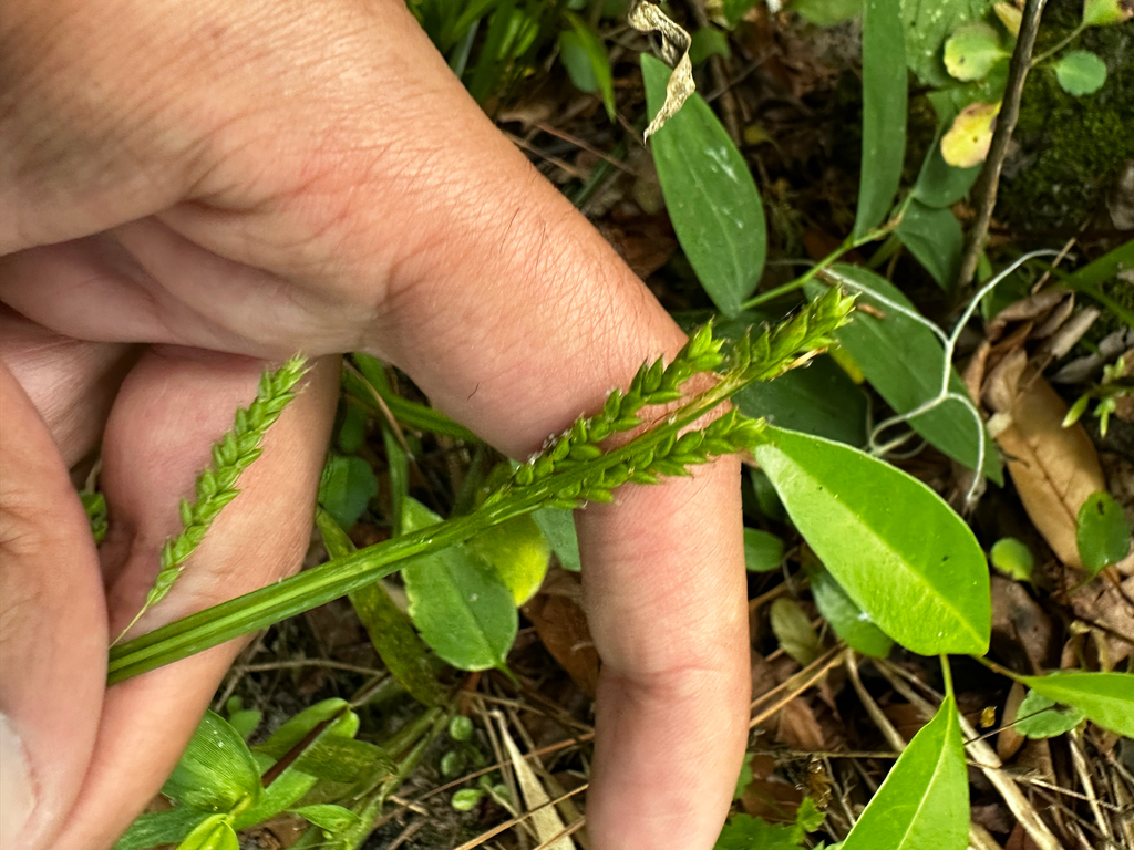 Carex oxylepis
