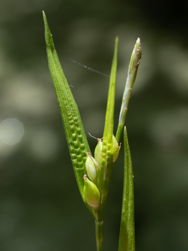 Carex paeninsulae
